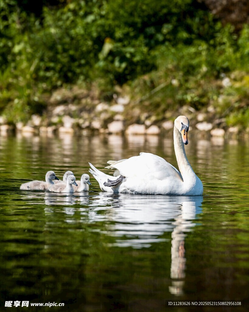 天鹅携幼崽悠游于湖面