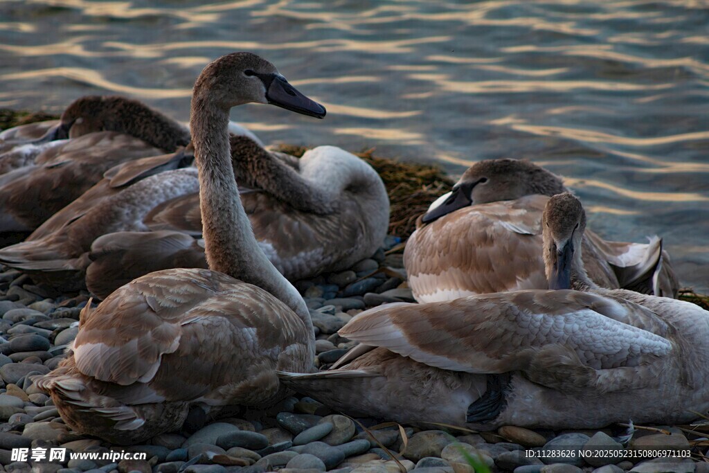 岸边休憩的一群天鹅