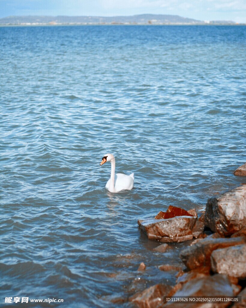 湖面上的优雅天鹅