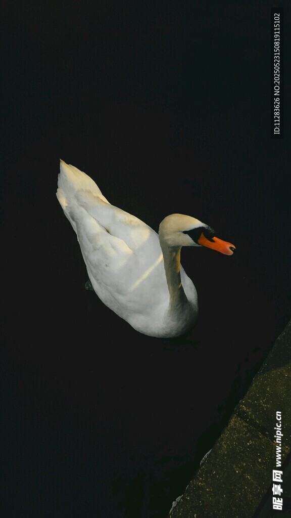 水中白鹅