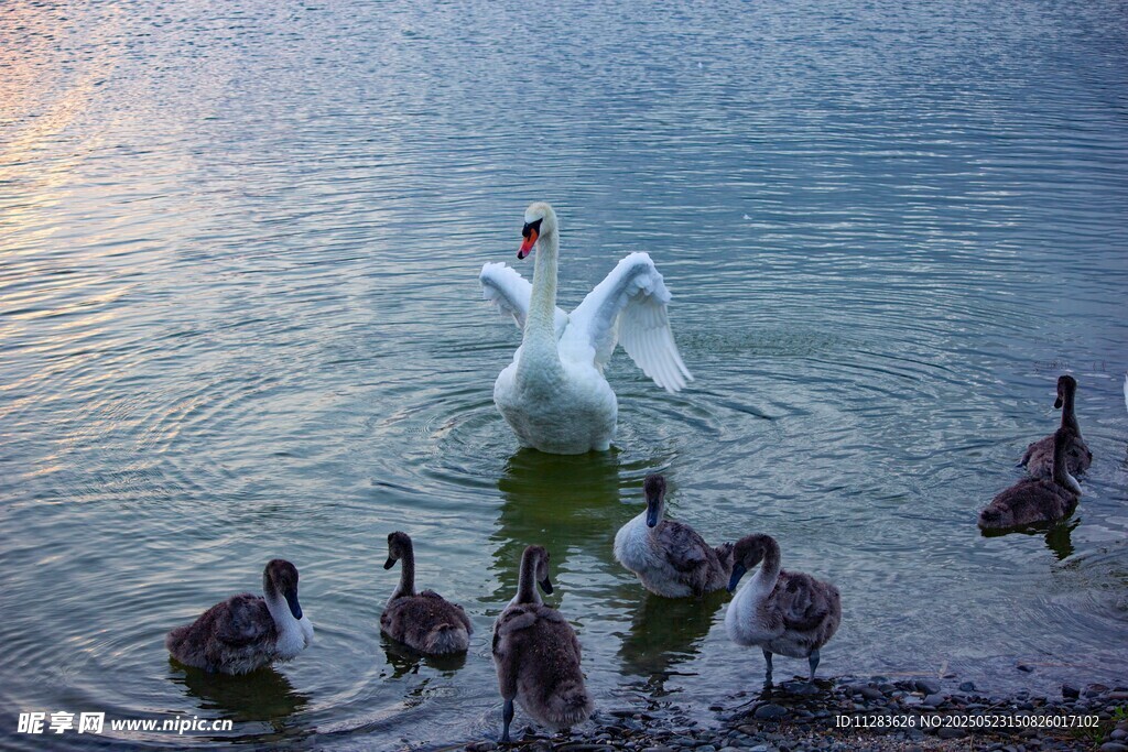 天鹅与群鸭共舞湖面