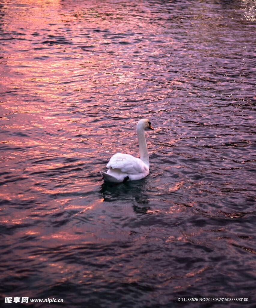夕阳下的优雅天鹅