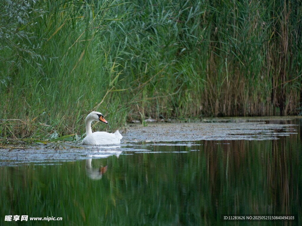 水中白鸟静立绿植环绕