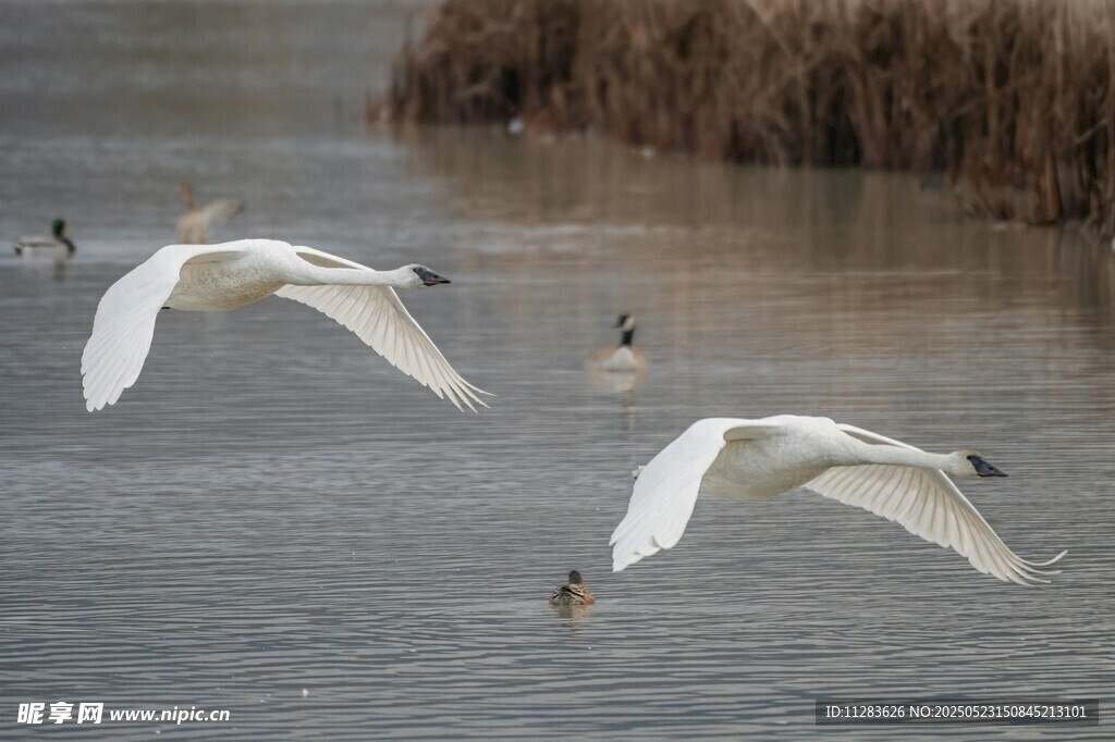 天鹅于水面展翅飞翔