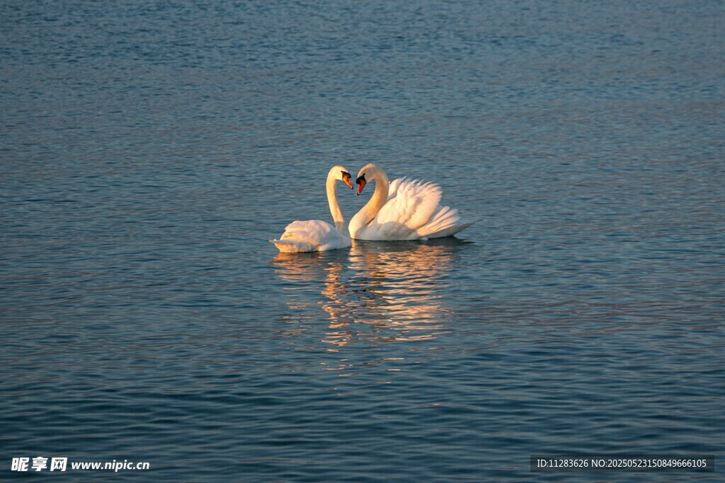 水面上的两只优雅天鹅