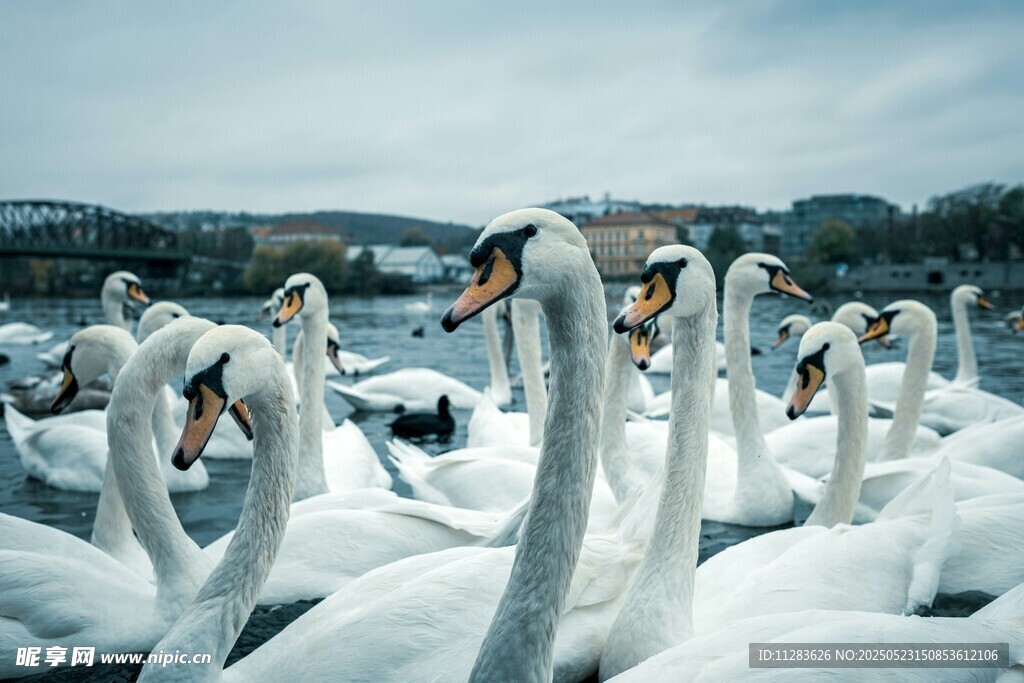 湖畔群天鹅优雅姿态