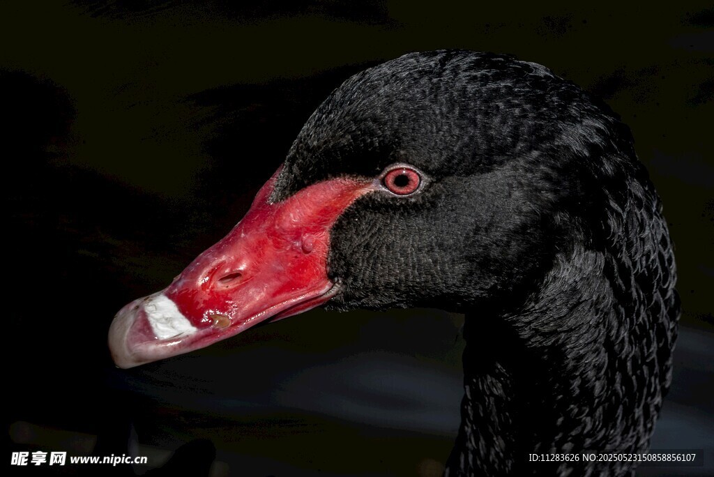 黑天鹅特写