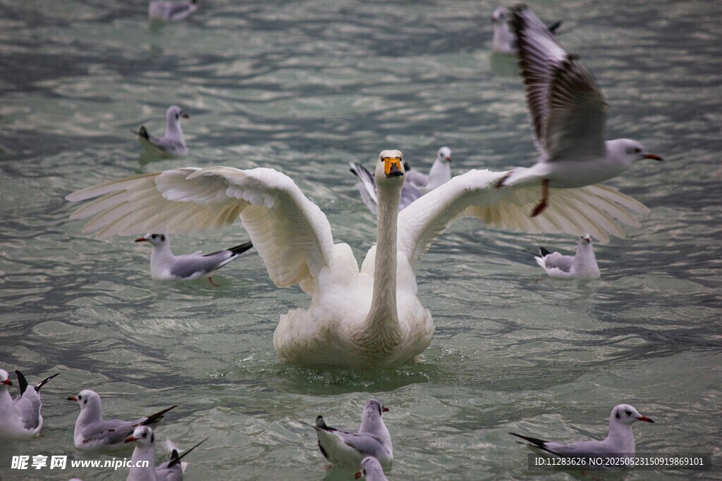 天鹅展翅与群鸟共舞
