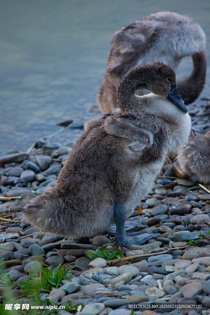 岸边亲昵的小天鹅