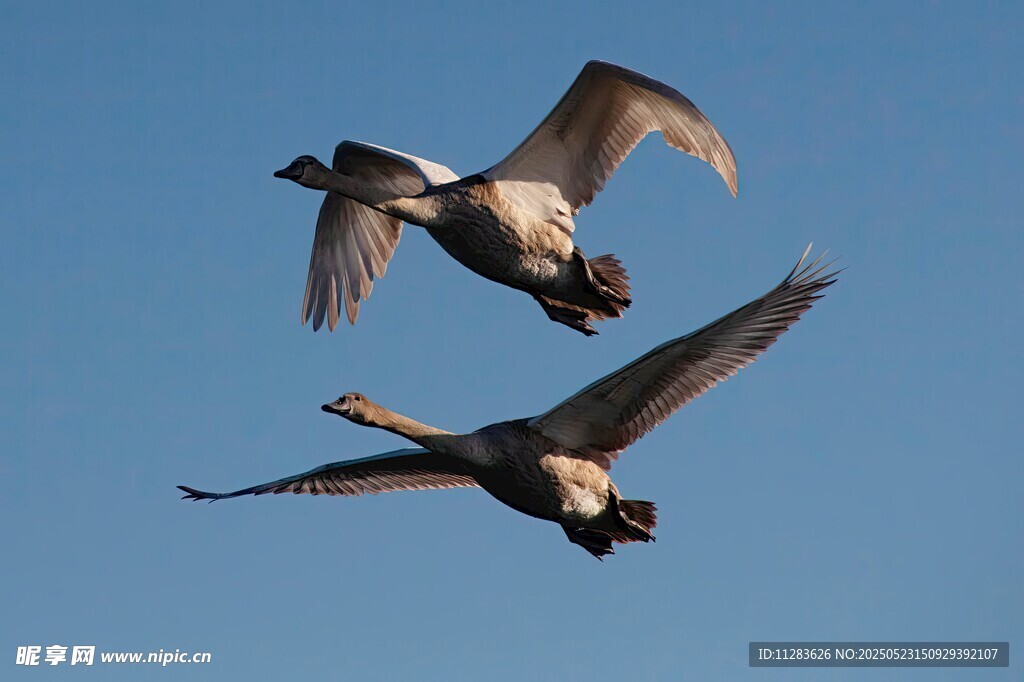 双雁蓝天展翅翱翔
