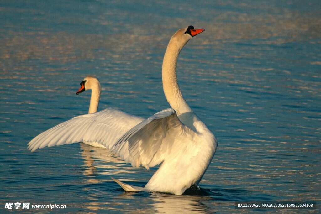 天鹅展翅于波光湖面