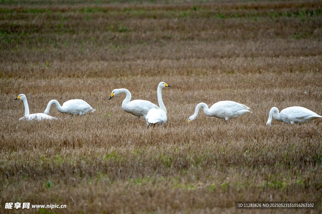 田野上的一群优雅白鹅
