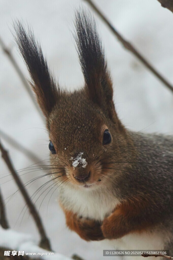 雪地中的可爱松鼠