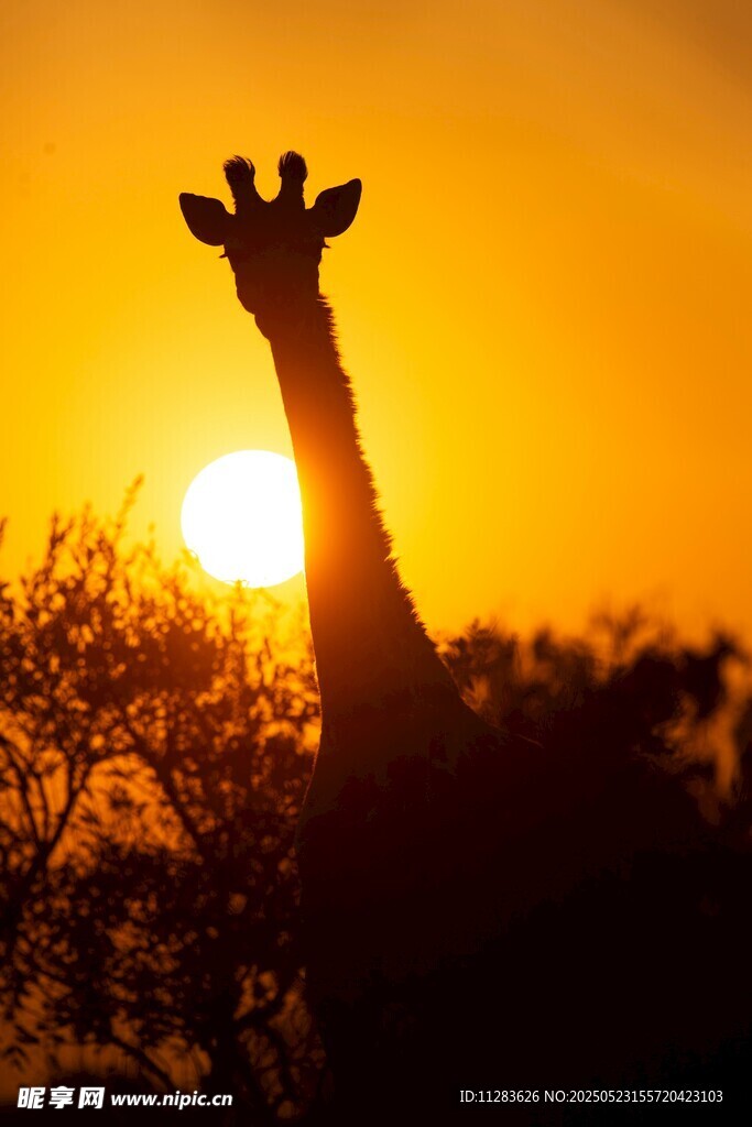 夕阳下的长颈鹿剪影
