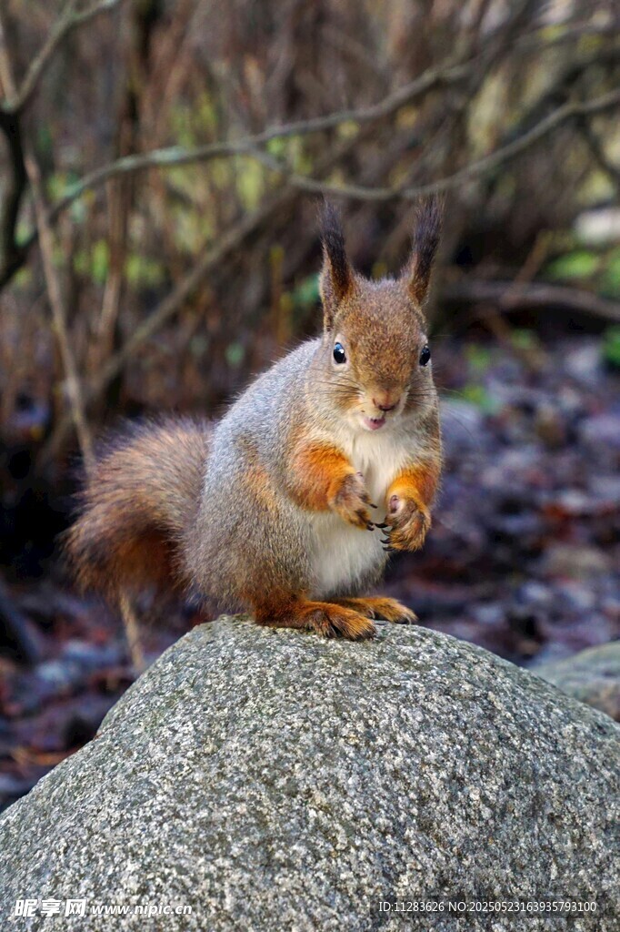 岩石上进食的可爱小松鼠