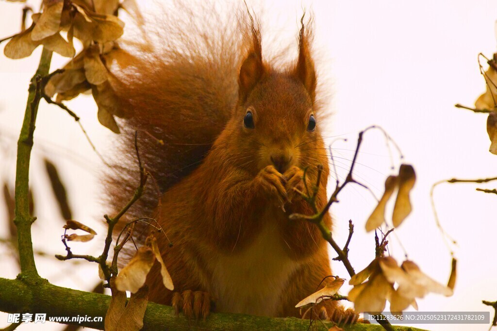 松鼠枝头进食