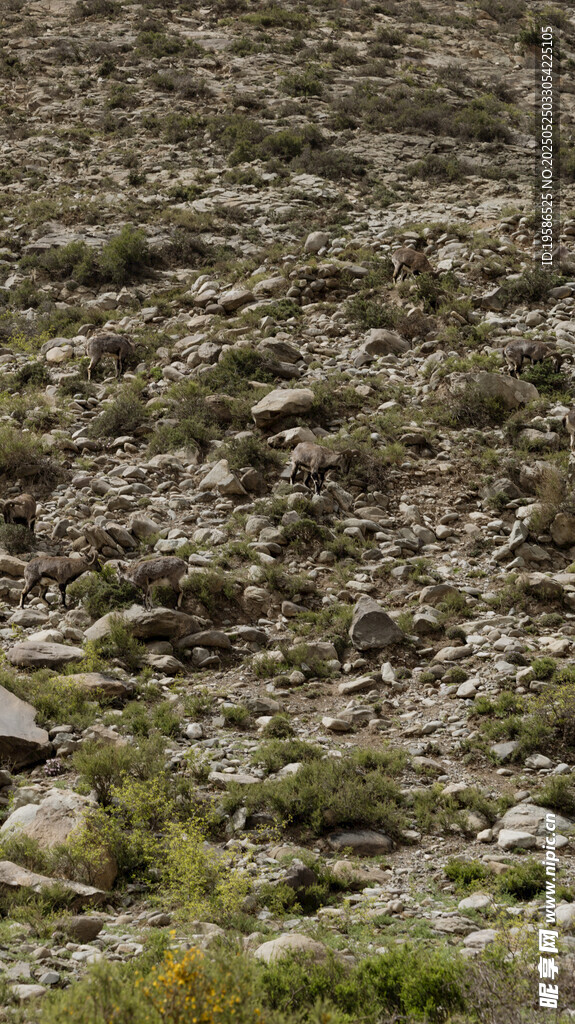 伪装成岩石的岩羊们
