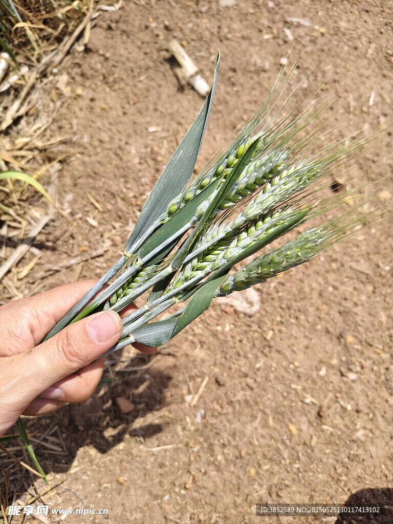 手拿麦穗