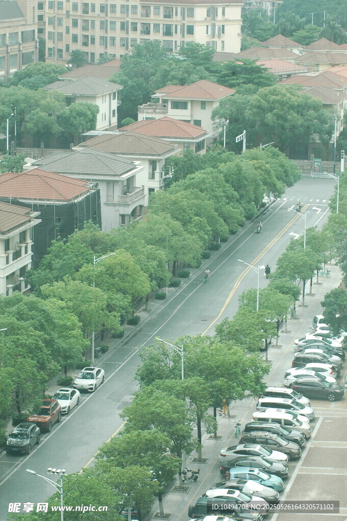 城市街道绿树成荫景象