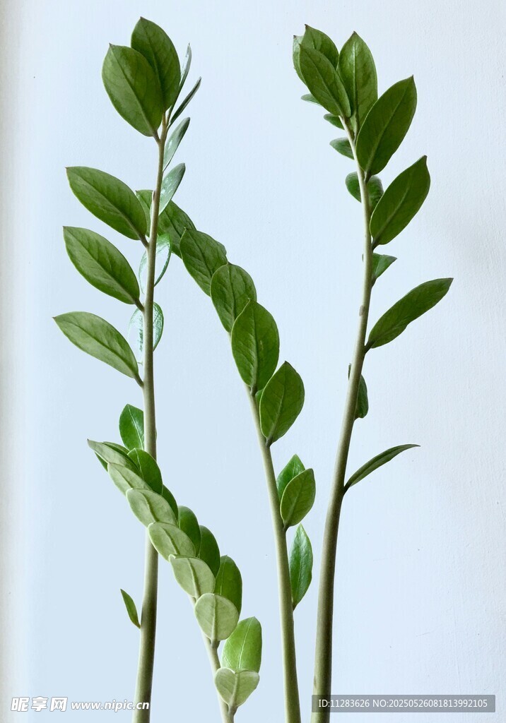 清新绿植三株