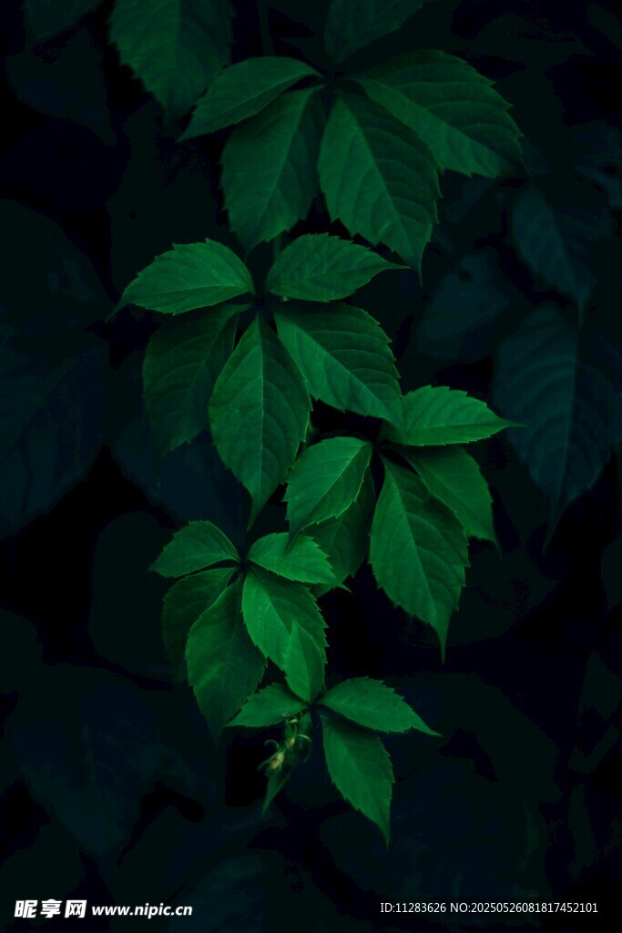 暗背景下的翠绿叶片