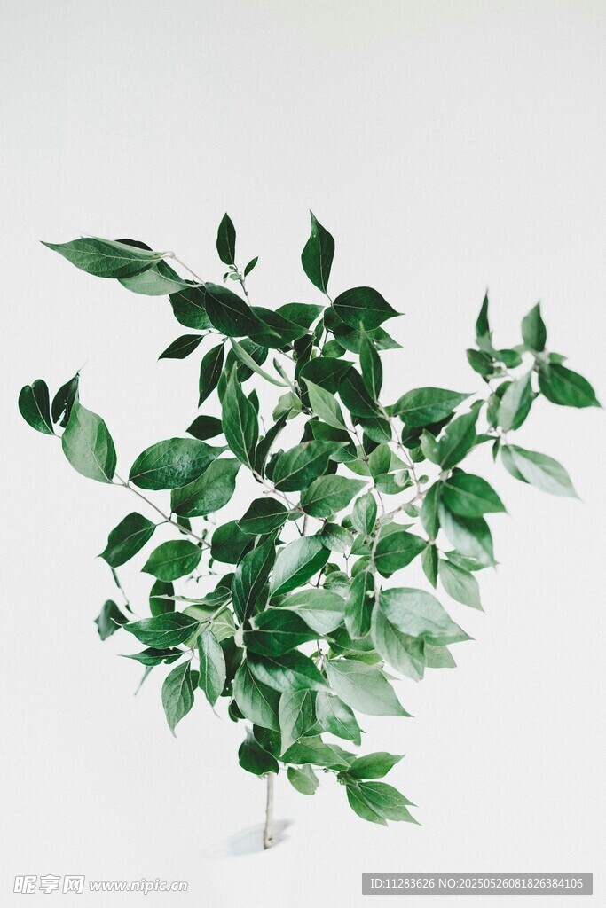 清新绿植盆栽