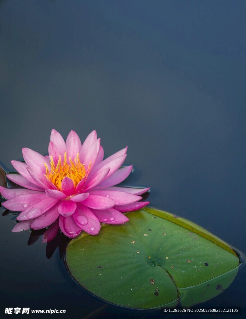 粉色睡莲浮于水面