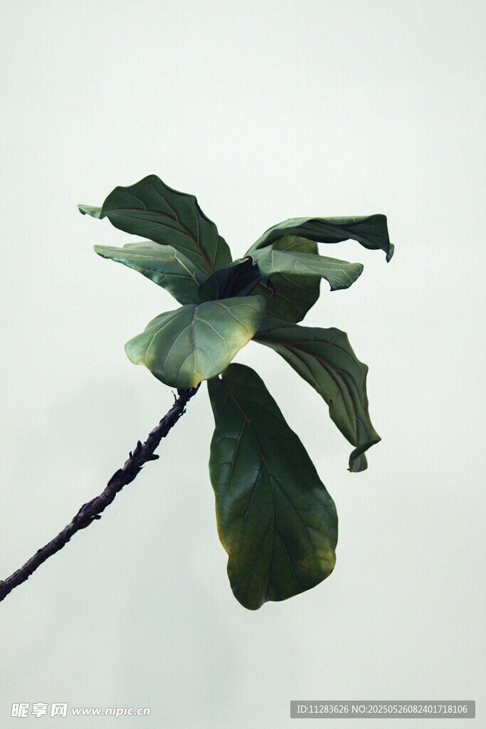 单枝绿叶植物特写