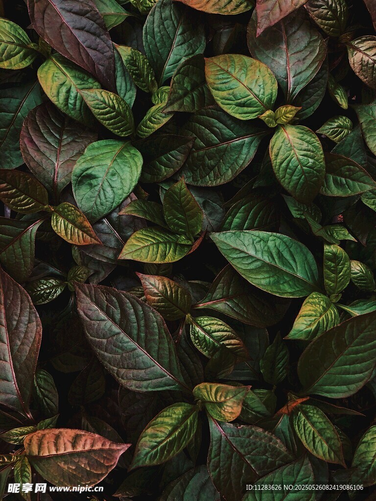 多彩斑斓的植物叶片特写