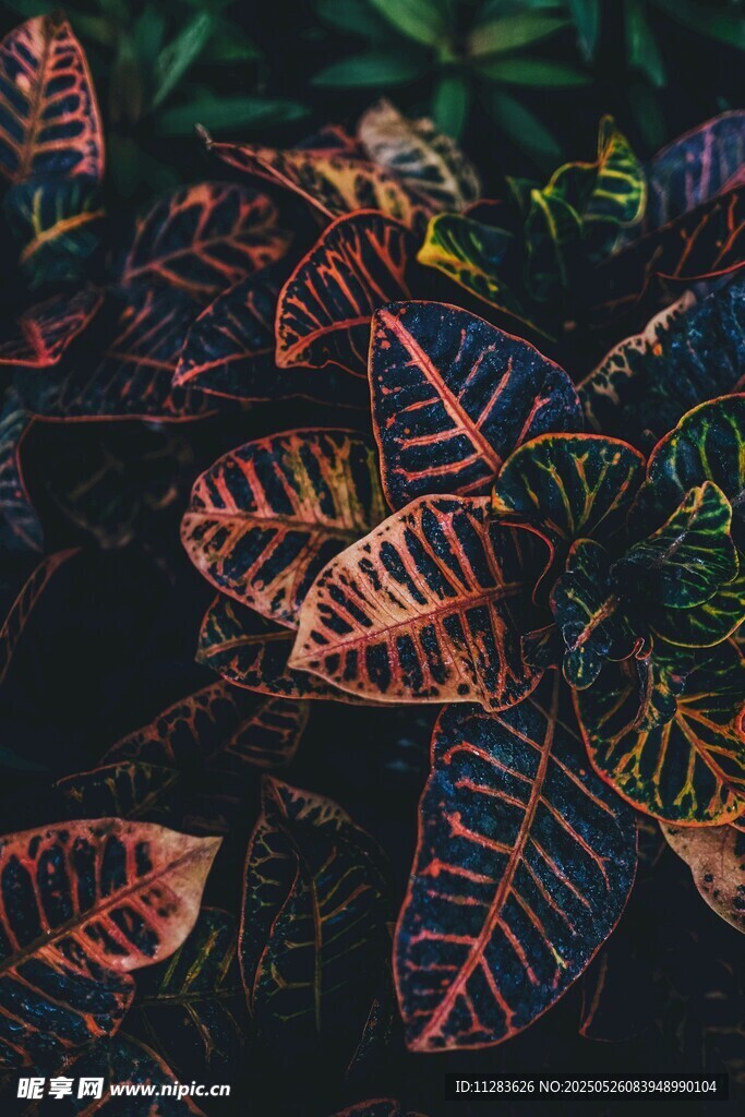 多彩斑斓的热带植物叶片