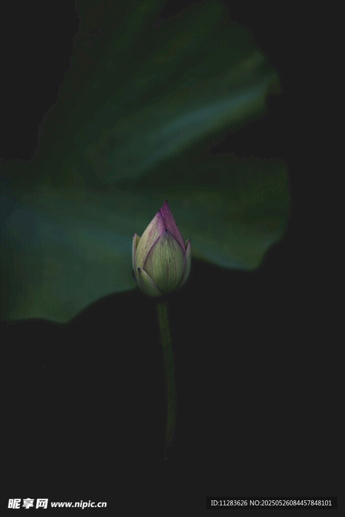 含苞待放的荷花
