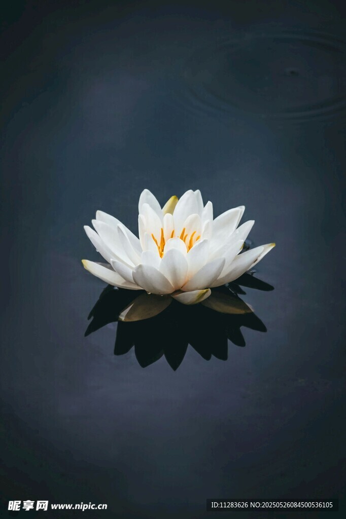 水中绽放的圣洁白睡莲