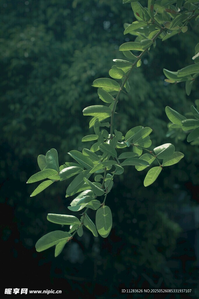 翠绿枝叶生机盎然