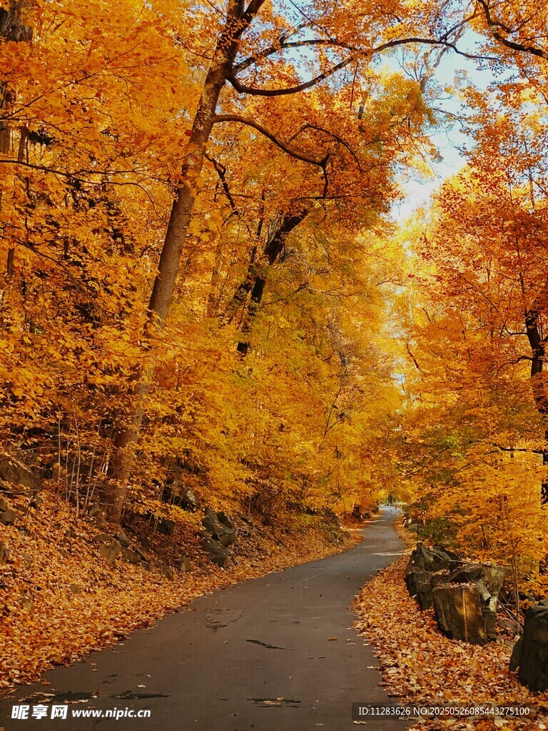 秋日林间小路的斑斓景致