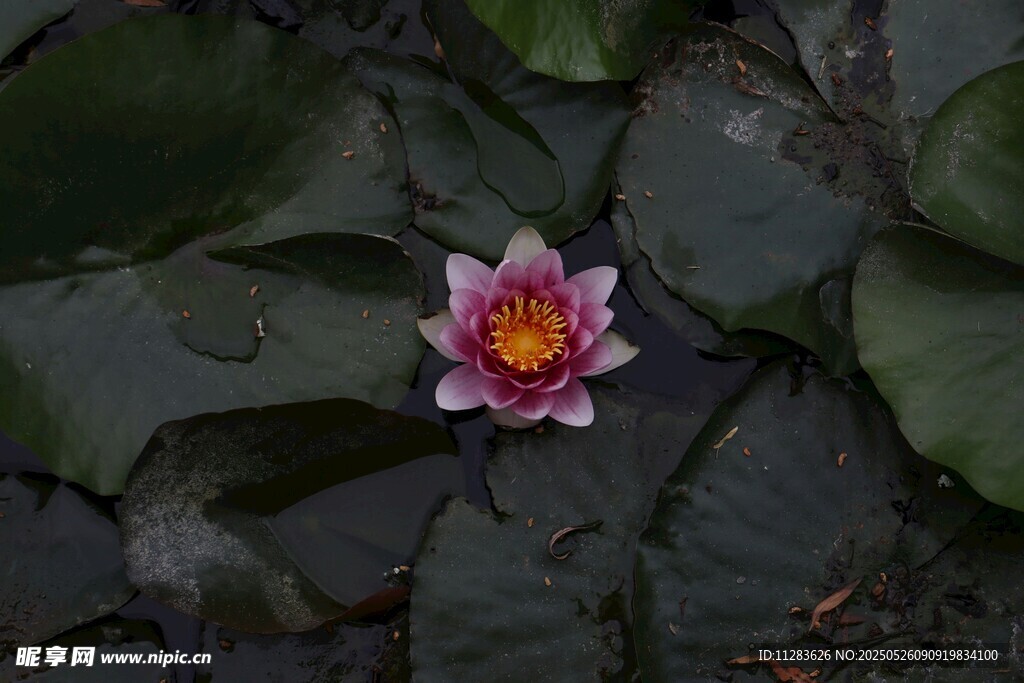 水中绽放的娇艳粉色睡莲