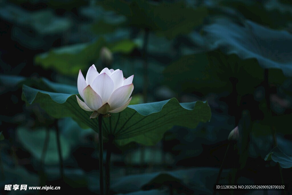 洁白荷花绽放于绿叶间