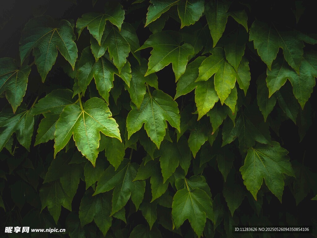 翠绿叶片的自然之美