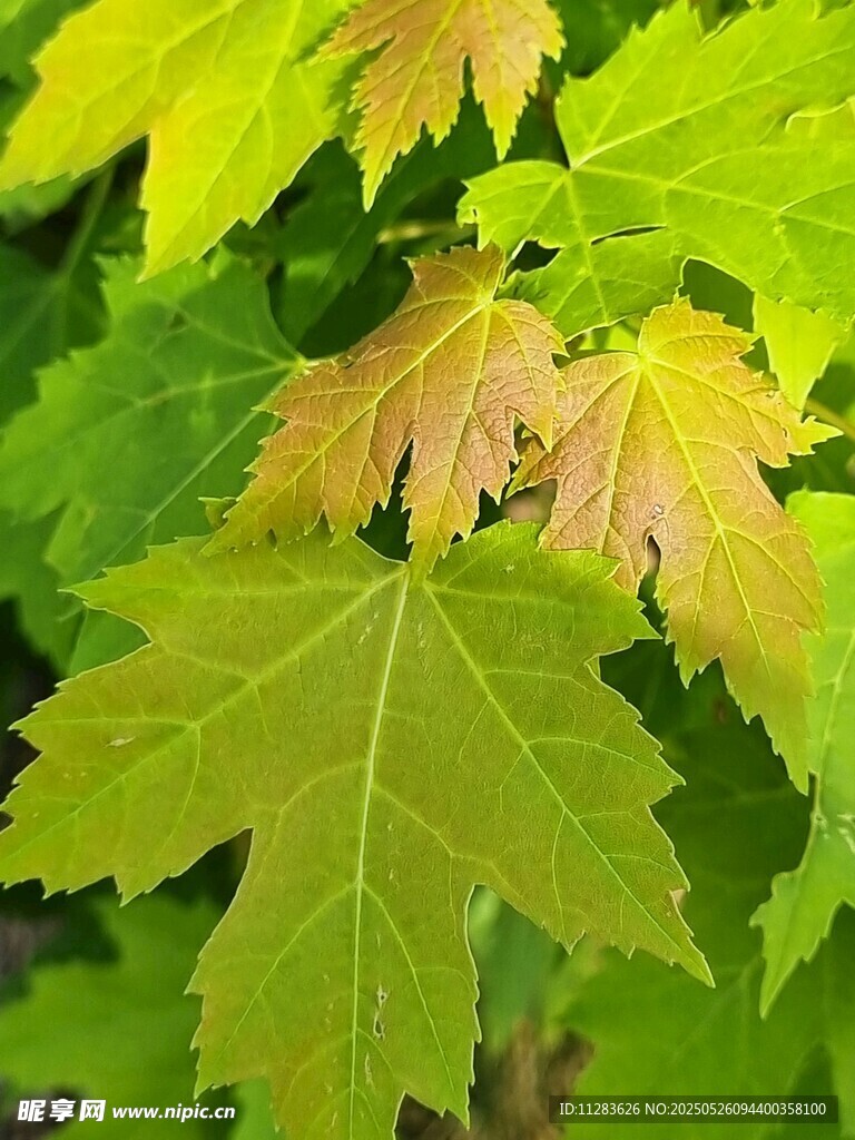 嫩绿枫叶展现自然生机