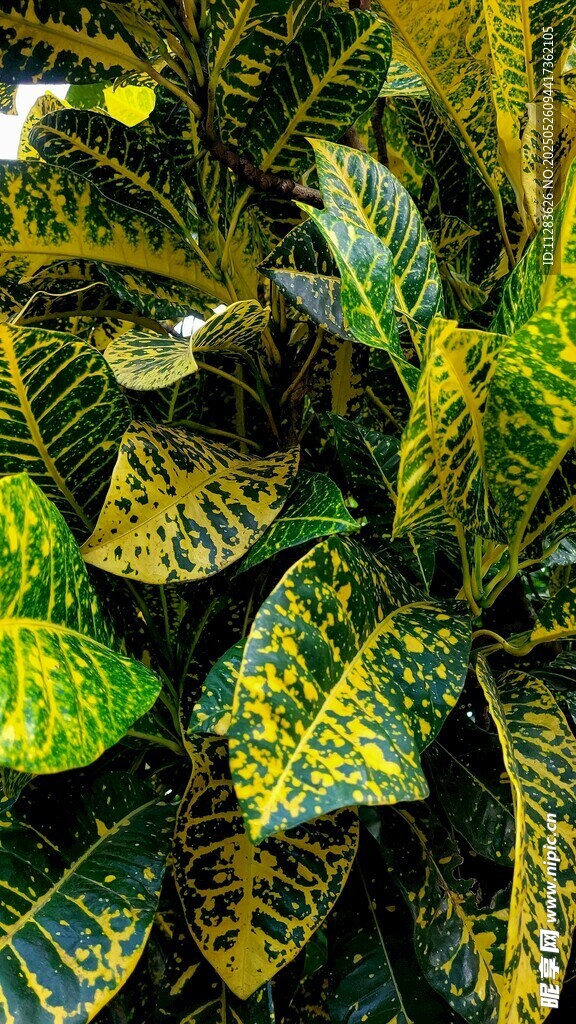 斑斓花叶植物特写