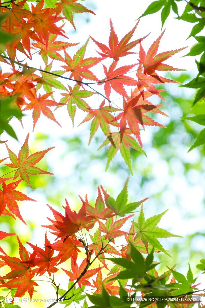 秋日红枫叶特写