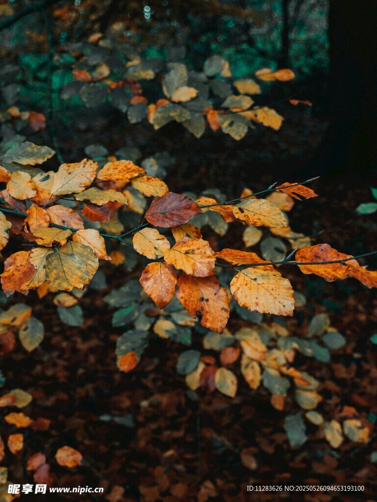 秋日落叶铺就的林间美景
