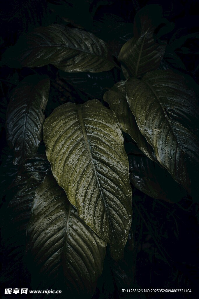 暗调下的纹理叶片特写