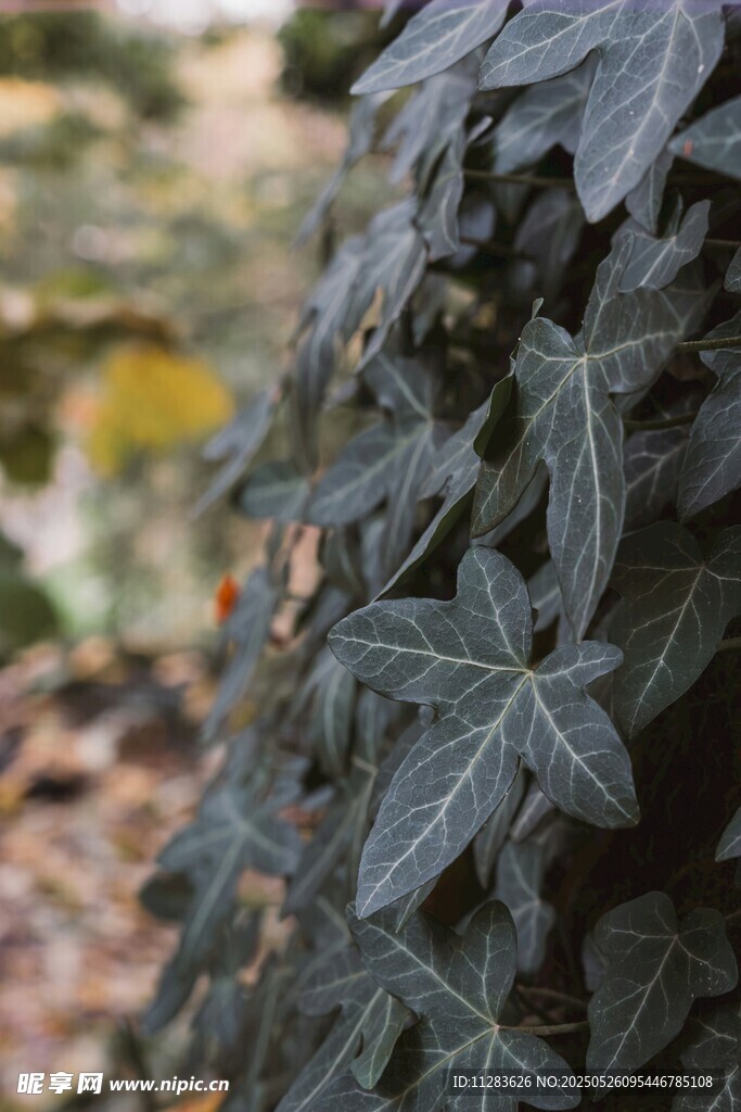 繁茂绿叶植物特写