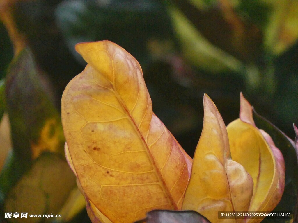 金黄叶片特写