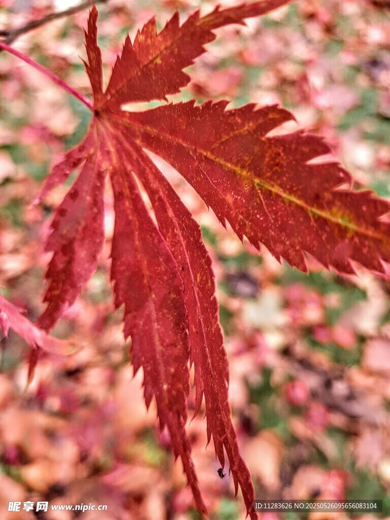 秋日红枫叶特写
