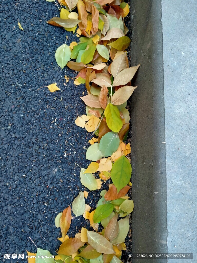 路边落叶景致