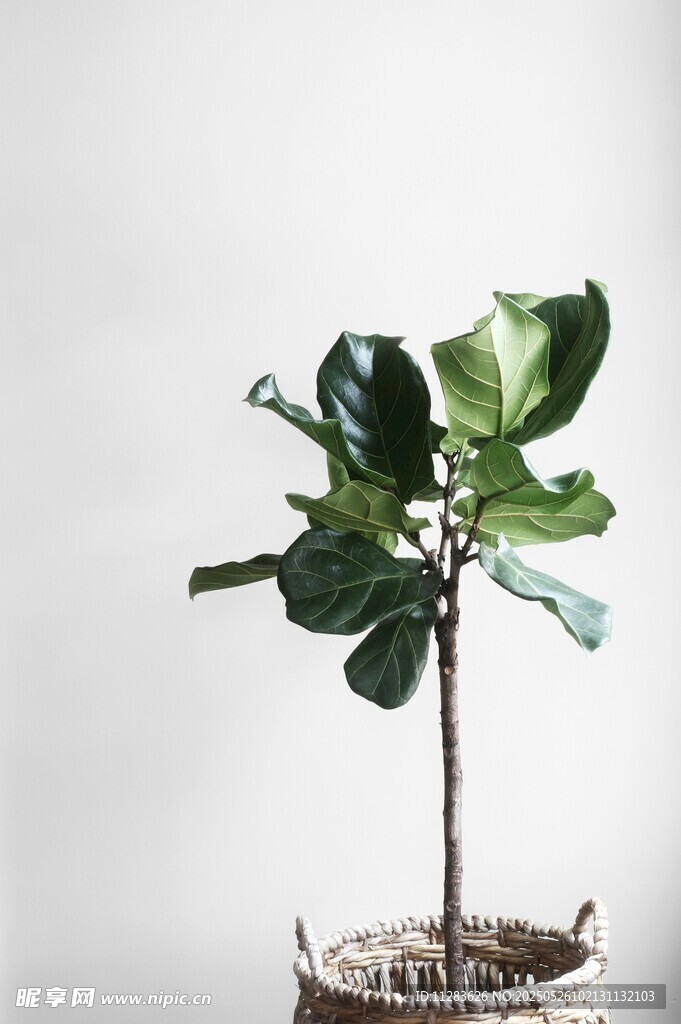 盆栽琴叶榕 简约清新风