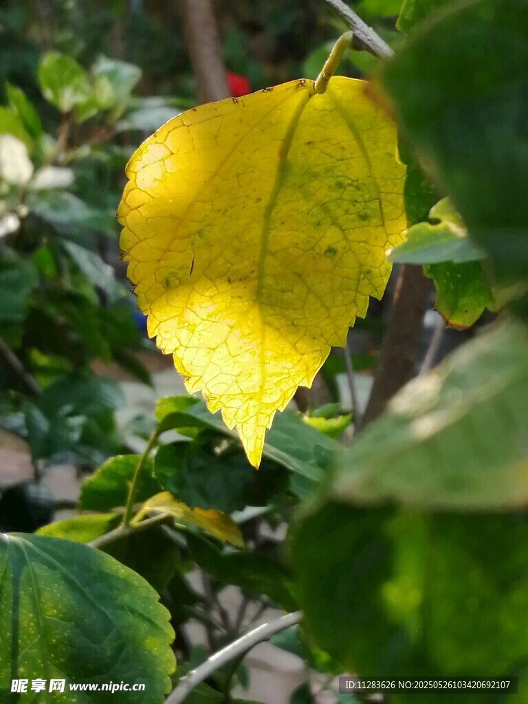 金黄叶片点缀翠绿枝叶