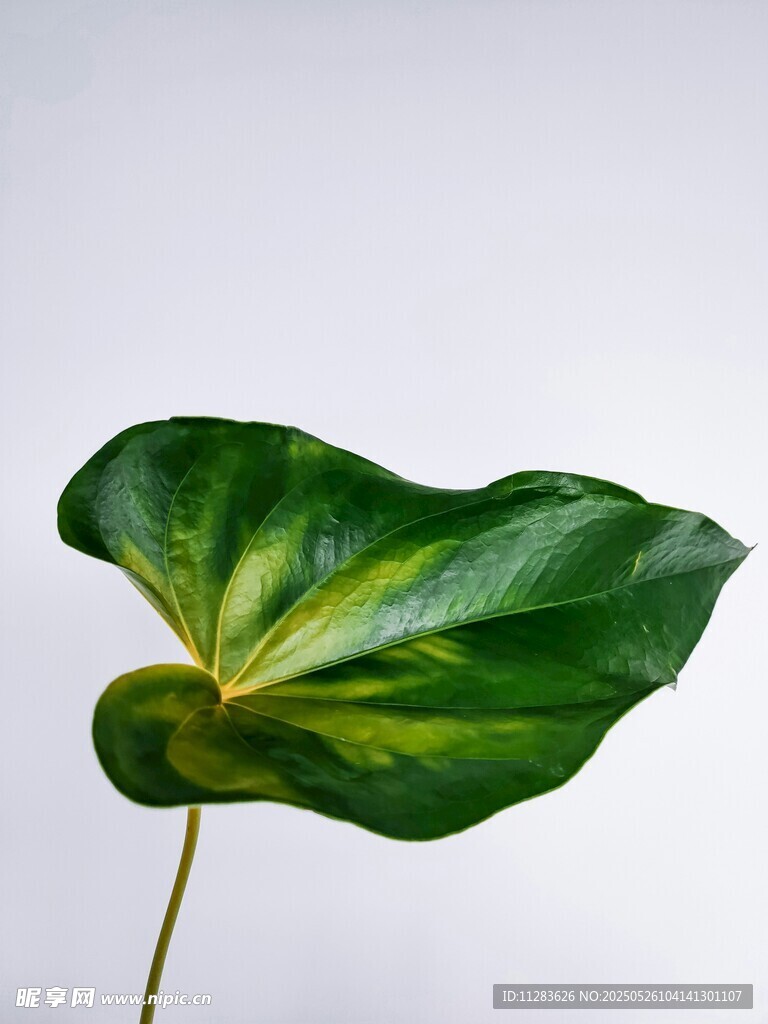 翠绿斑斓的独特植物叶片