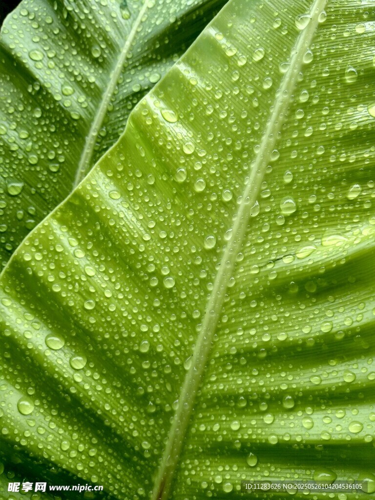带水珠的翠绿宽大叶片